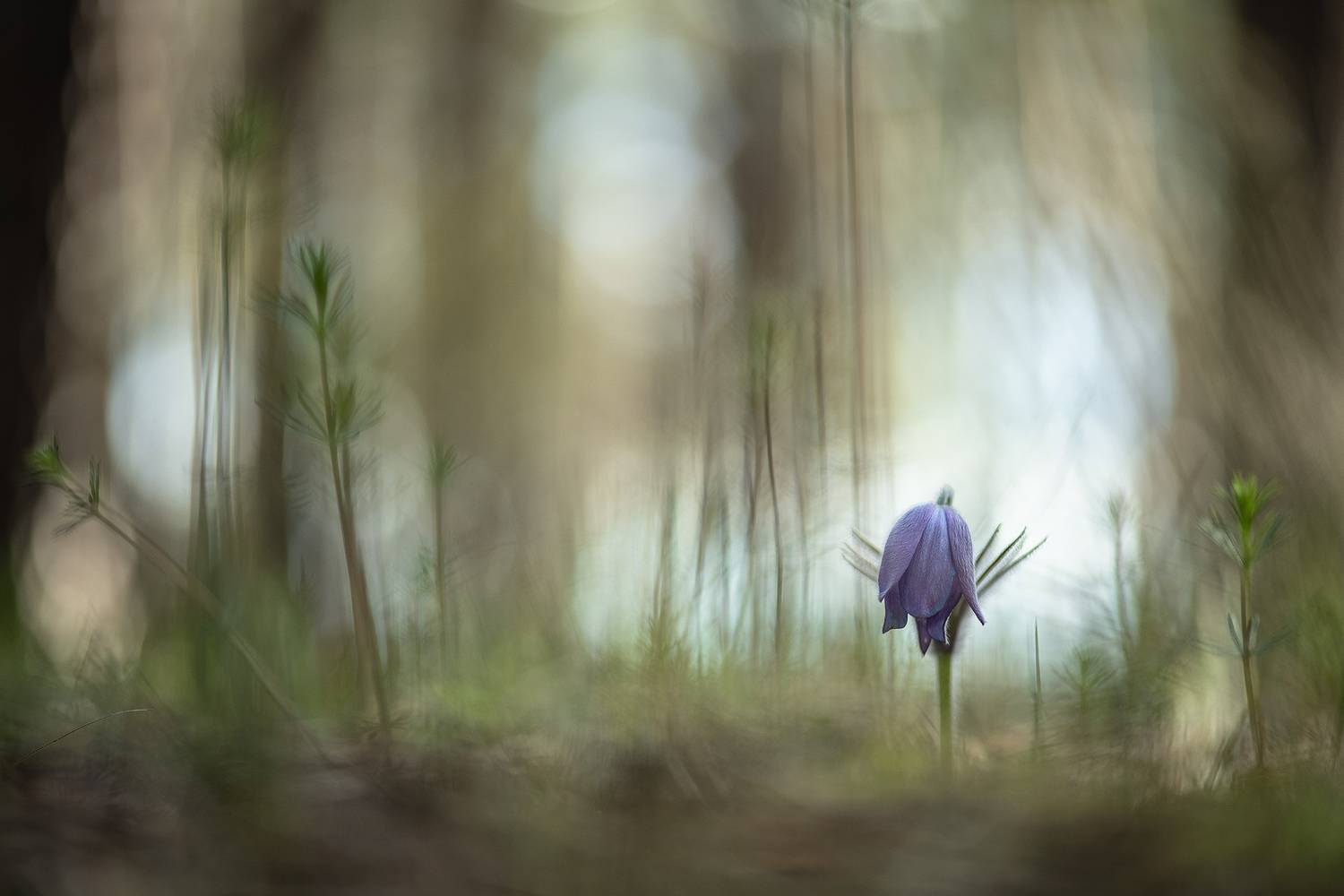 сон трава, утро, апрель, весна, воронеж, маленький, nikon d 850, carl zeiss makro-planar t* 100mm f/2 zf., Мещеряков Геннадий