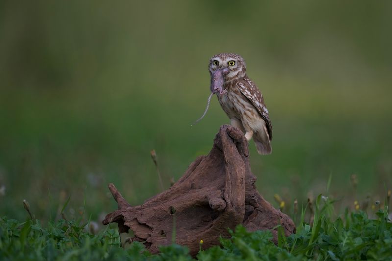 The Hunter`s Triumph фото превью