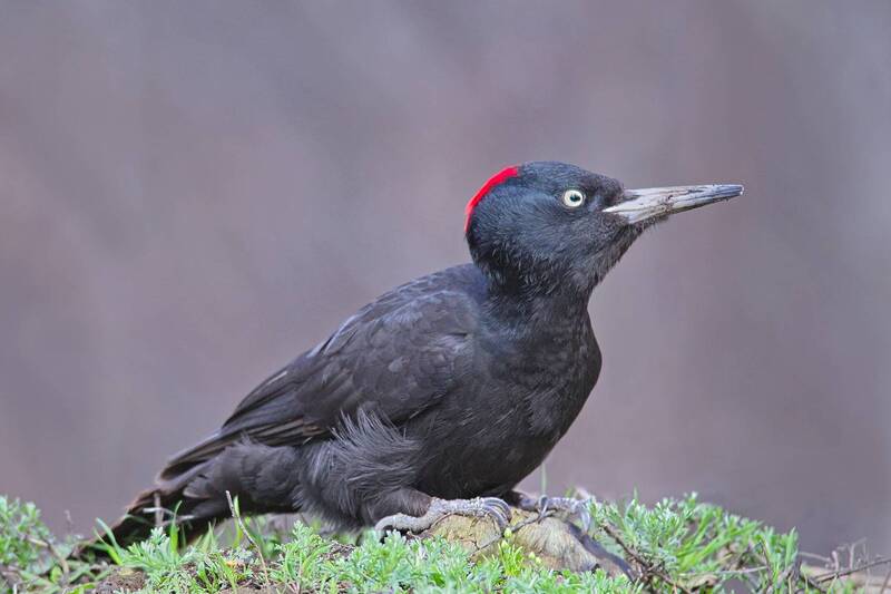желна, dryocopus martius Желна, девочка фото превью