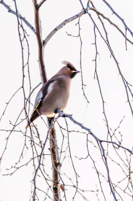 свиристель  фото превью