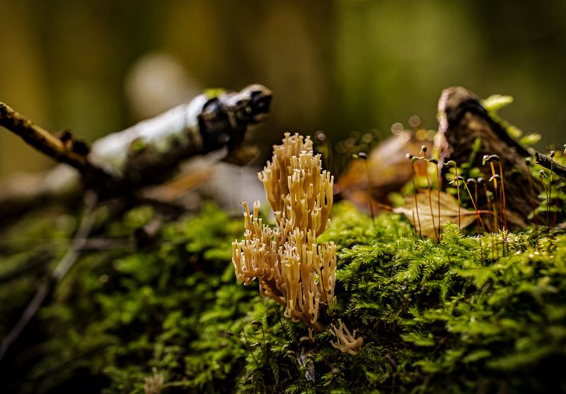 природа Картинки из леса фото превью