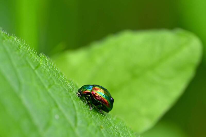 Листоед ясноточный фото превью