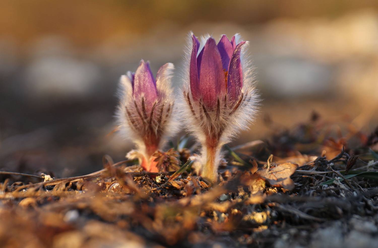 крым, Добролюбова Тамара