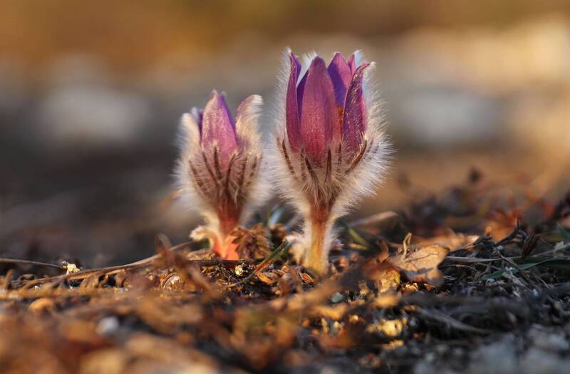крым Начало марта в Крыму фото превью