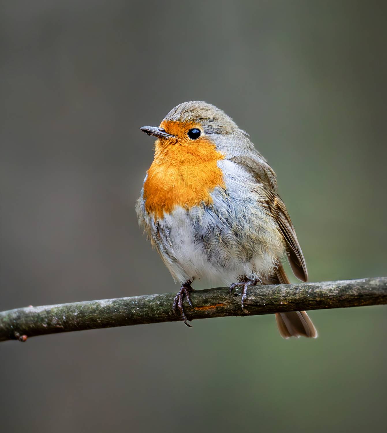 зарянка, малиновка, птицы, птицы россии, птицы мира, птицы европы, орнитология, животные, весна, апрель, бирюлёвский дендропарк, дикая природа, живая природа, дикие птицы, Жгилёв Сергей