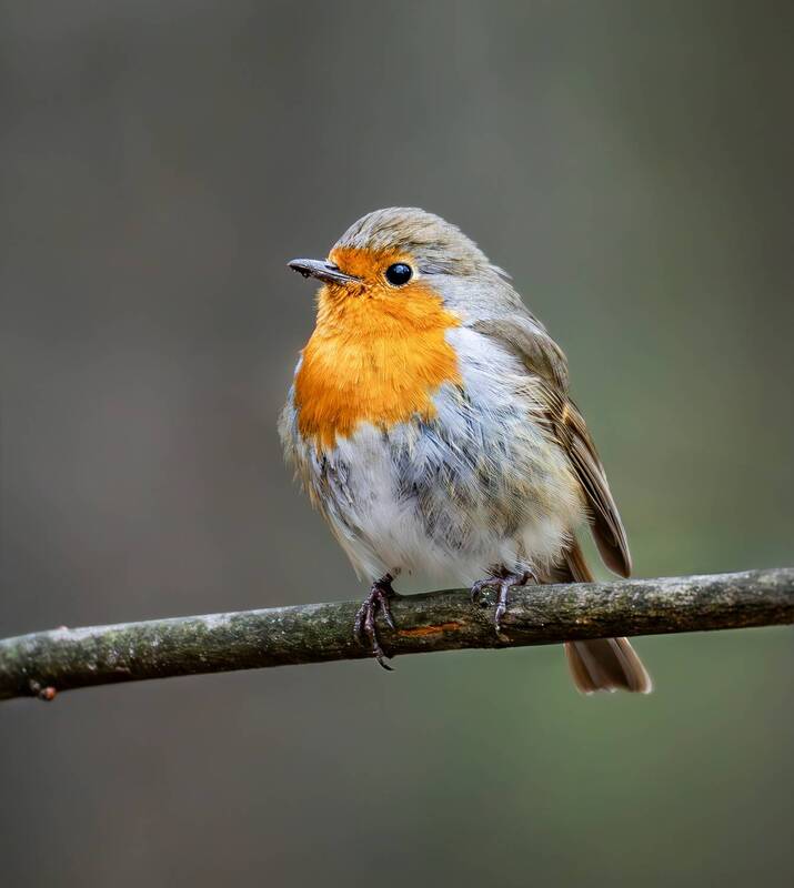 зарянка, малиновка, птицы, птицы россии, птицы мира, птицы европы, орнитология, животные, весна, апрель, бирюлёвский дендропарк, дикая природа, живая природа, дикие птицы Зарянка. фото превью