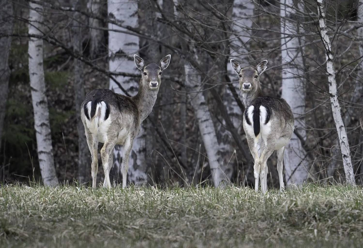, Ширгин Сергей