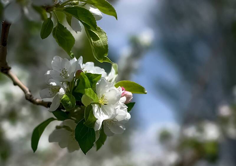 *** фото превью