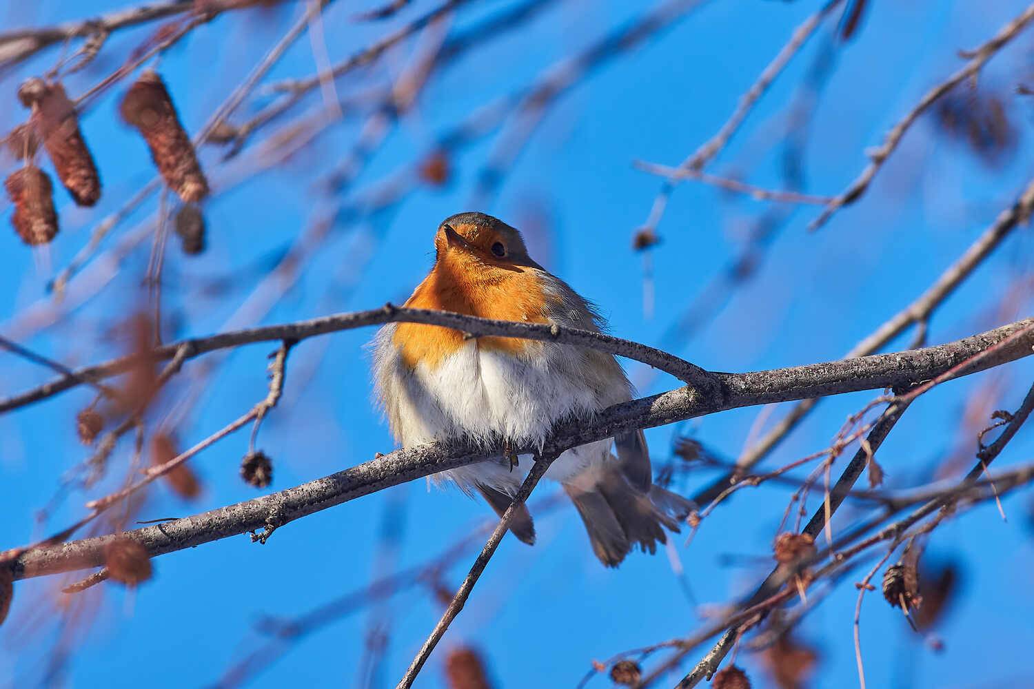 Erithacus rubecula, зарянка, малиновка, Павел Сторчилов