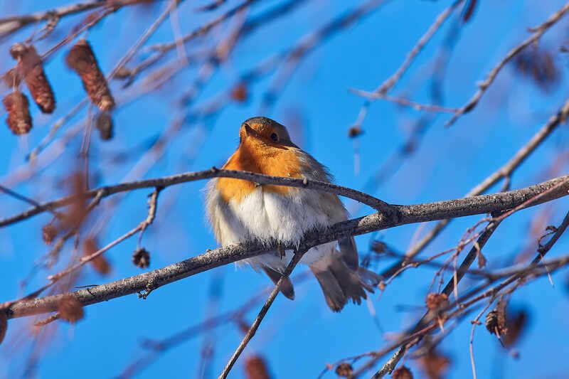 Erithacus rubecula, зарянка, малиновка Erithacus rubecula фото превью