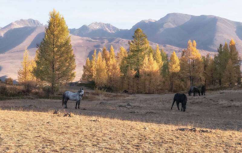 склон, северо-чуйский хребет, лошади, алтай, осень Осенний склон фото превью