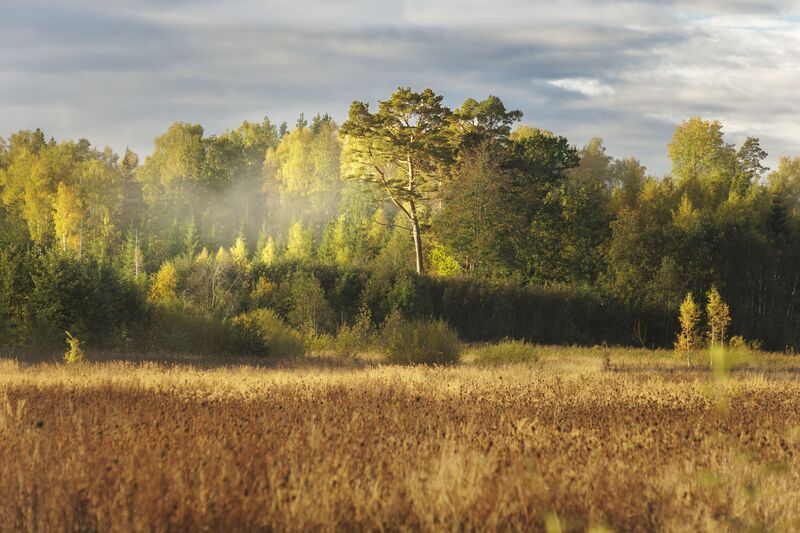 mežs, lauks, dzeltens, zaļš, koki, migla Mirklis no miglas фото превью