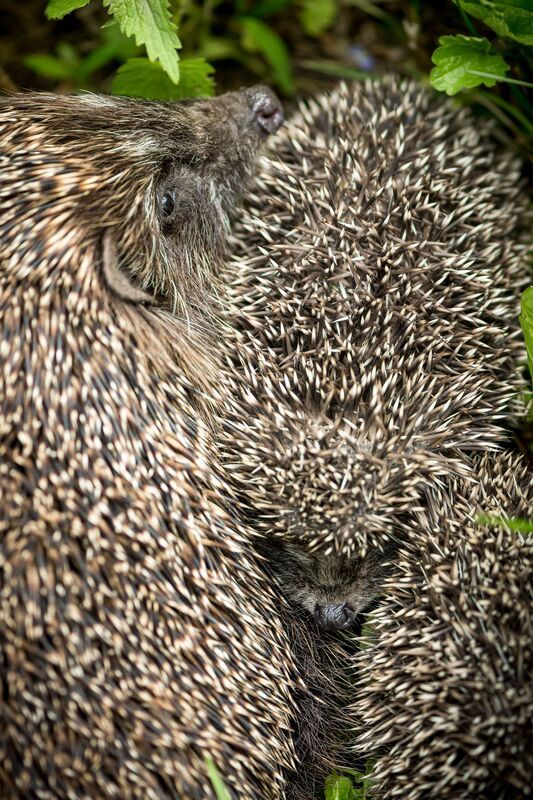 Под защитой фото превью