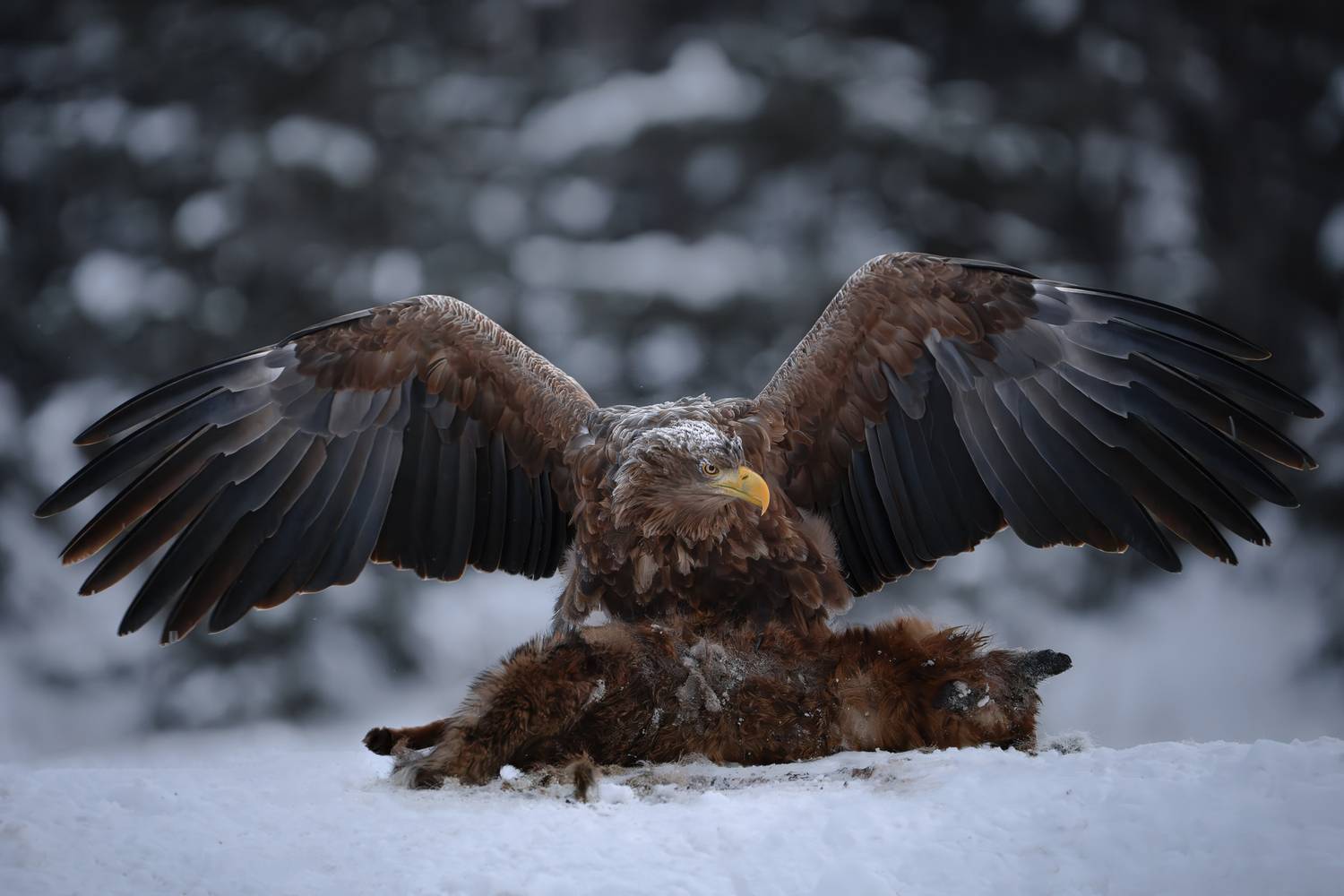 орлан-белохвост, красный бор, Mikhail Ioannisian