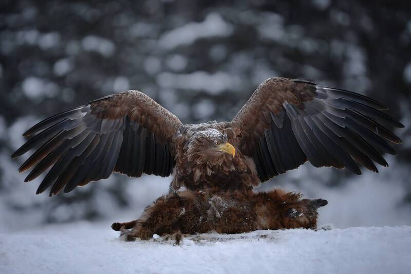 орлан-белохвост, красный бор  фото превью