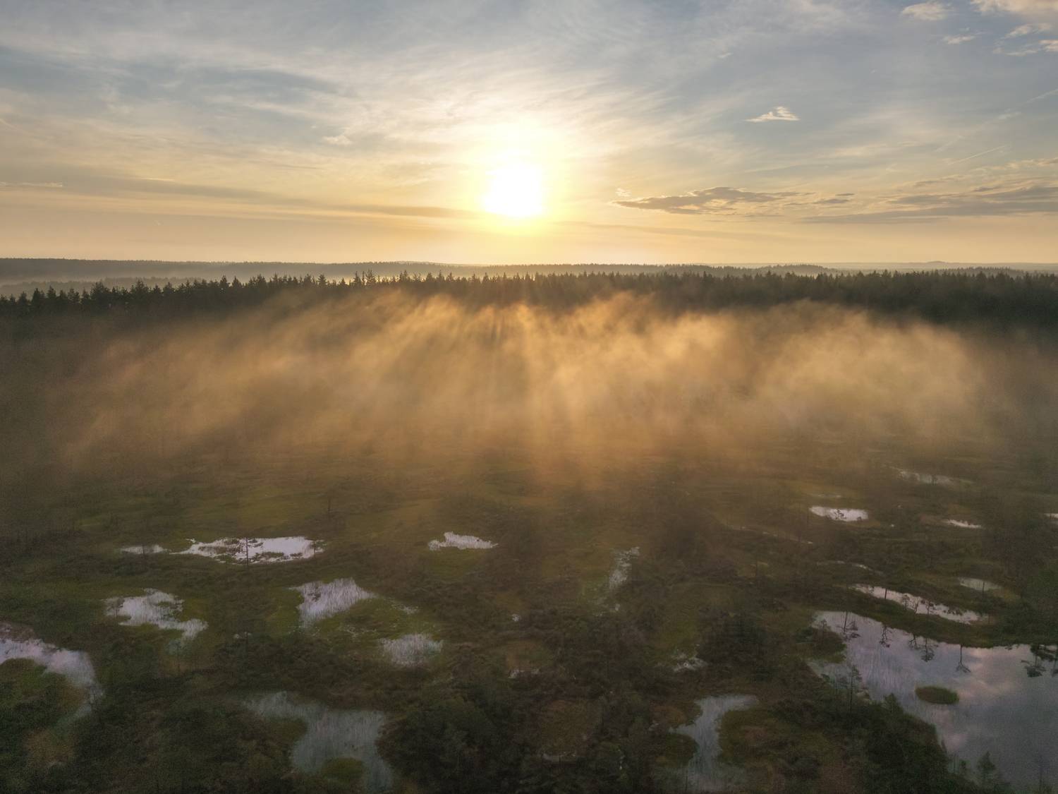 болоталенинградскойобласти, болота, туман, swamp, bog, Широбоков Михаил