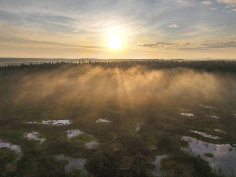 болоталенинградскойобласти, болота, туман, swamp, bog Как то утром на болоте фото превью
