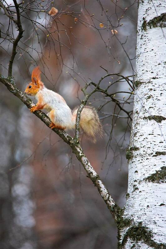 Белочка фото превью