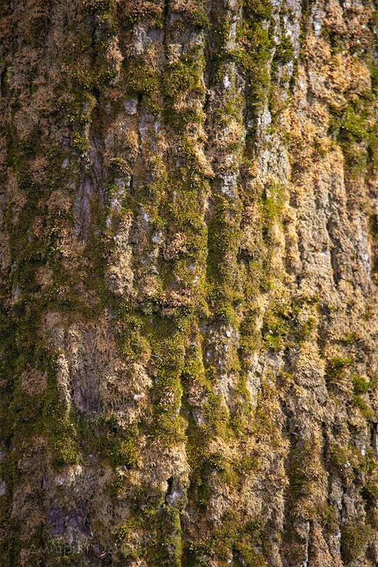 Мох фото превью