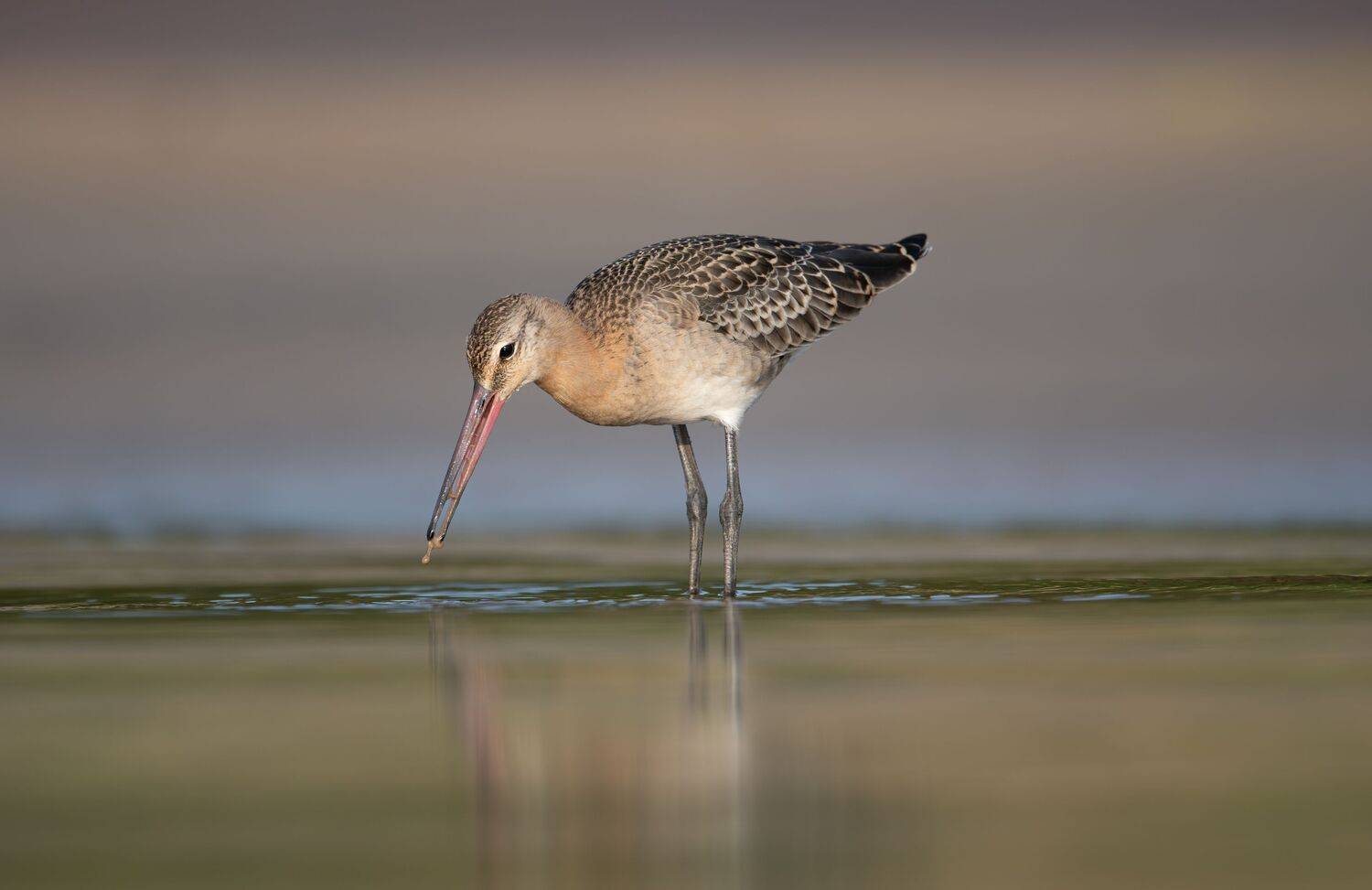 кулик, птица, природа, дикая природа, большой веретенник, веретенник, фотоохота, bird, Limosa limosa, Black-tailed godwit, балтика, финский залив, Дмитрий Федорако