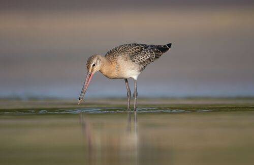 Кто ищет, тот всегда найдет // He who seeks will always find