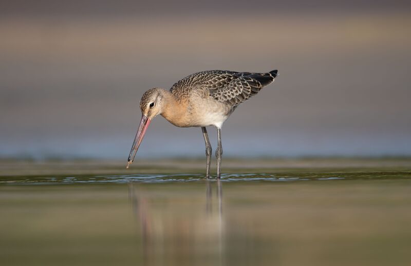 Кто ищет, тот всегда найдет // He who seeks will always find фото превью