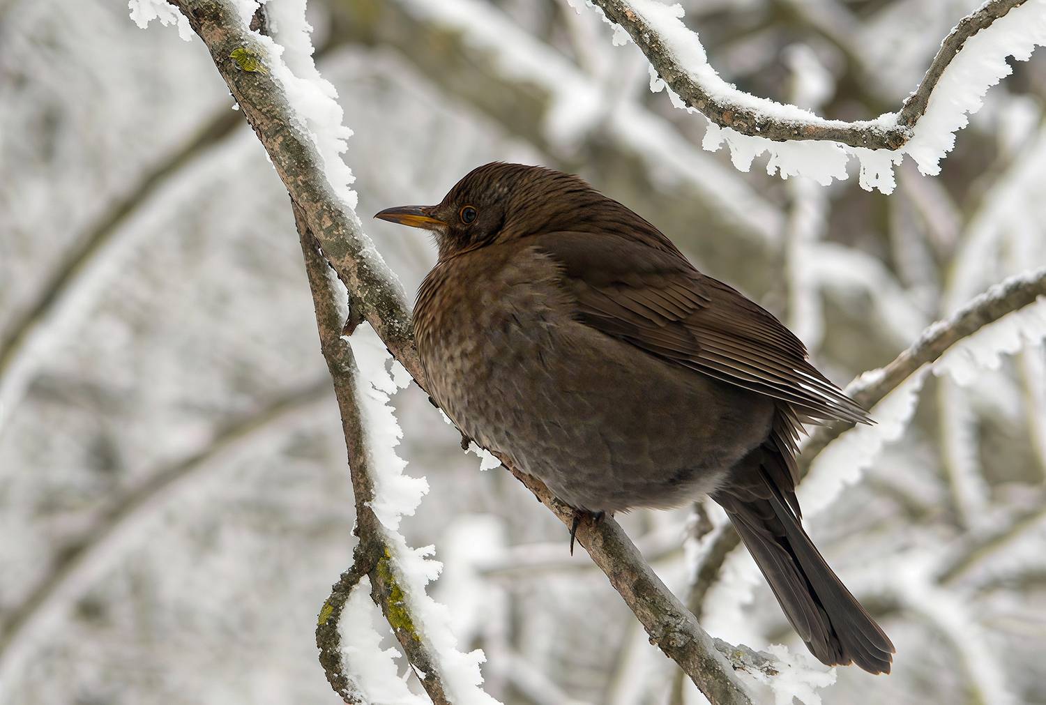 дрозд, чёрный дрозд, turdus merula, КарОл