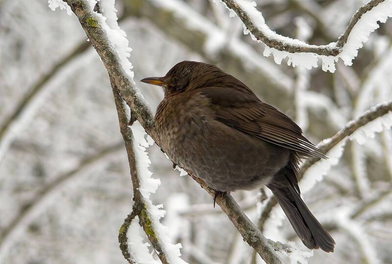 дрозд, чёрный дрозд, turdus merula Чёрный дрозд фото превью