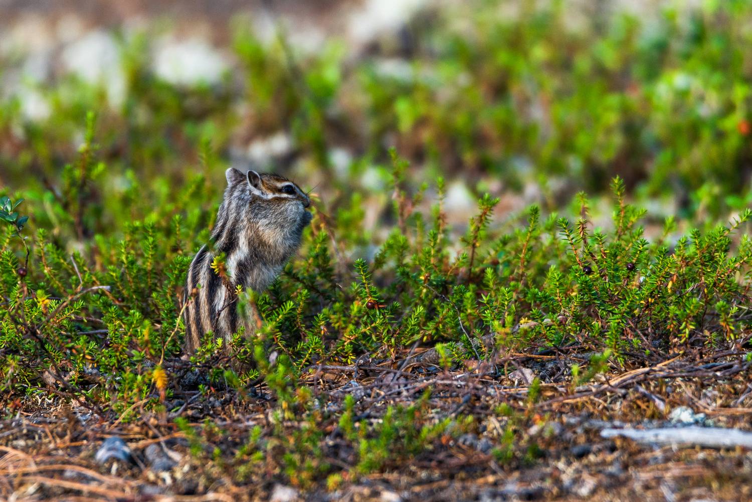 бурундук, животные, ямал, янао, тундра, живем на севере, никон, Сторожев Олег