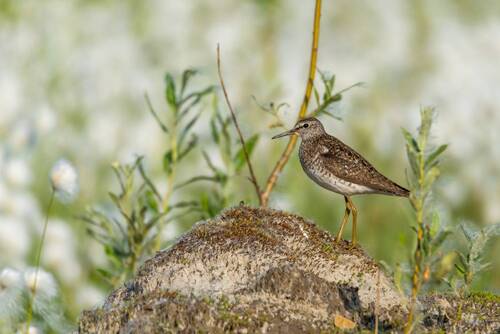 В гордом одиночестве