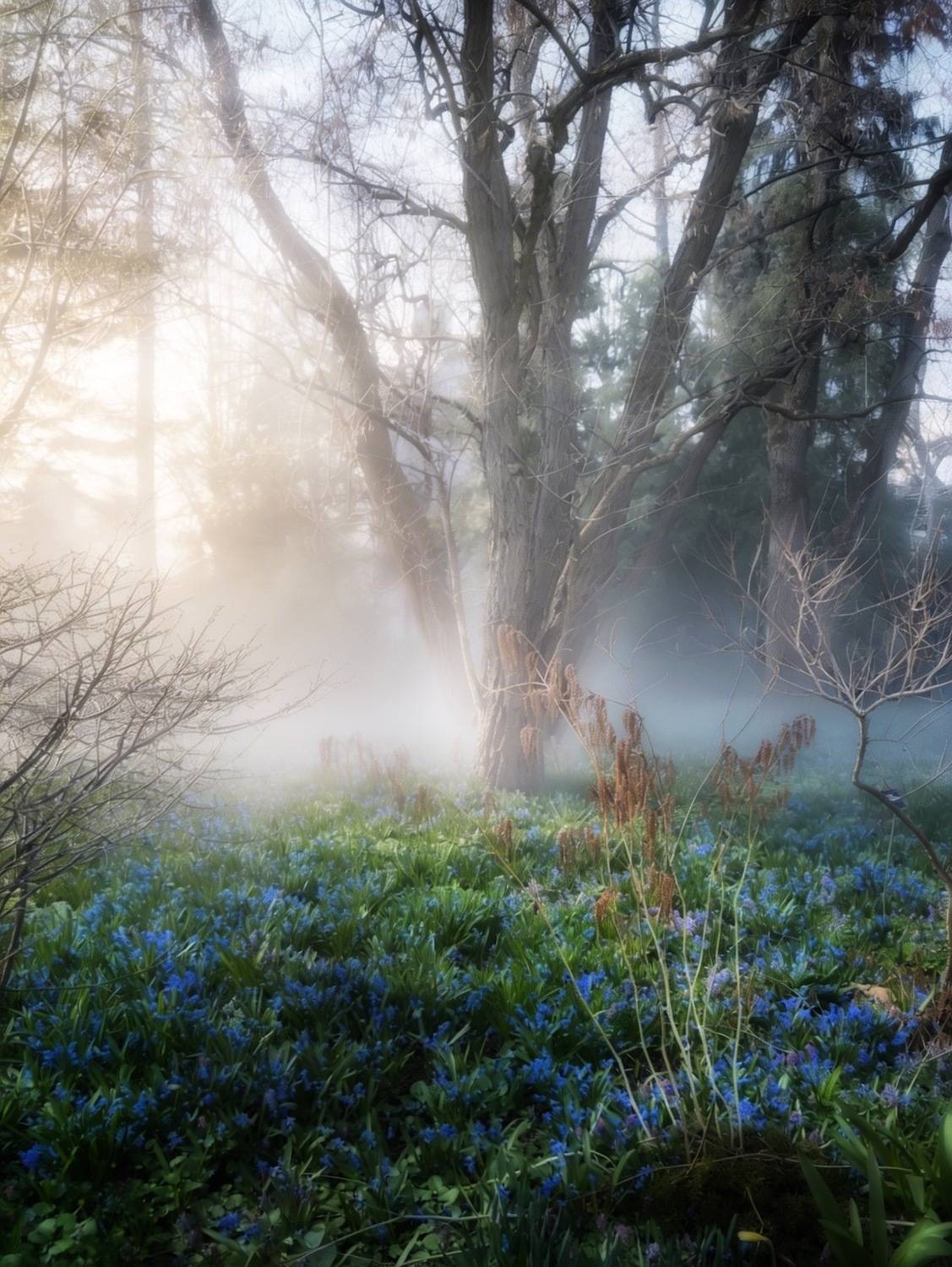 весна, природа, пейзаж, spring, landscape, nature, цветы, туман, Julia Kaissa