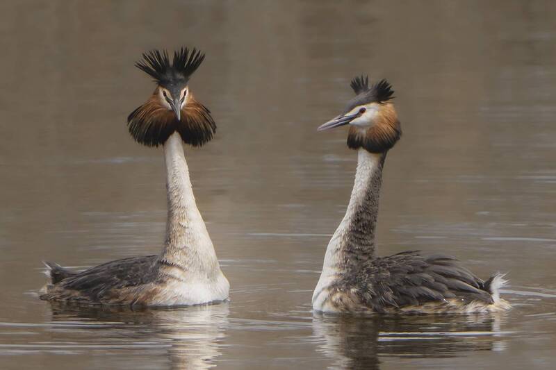 чомга, поганка, птицы, дикая природа, дикие птицы, podiceps cristatus, большая поганка, фотоохота  фото превью