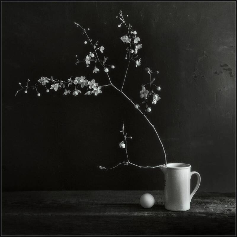 Ветка сливы фото превью