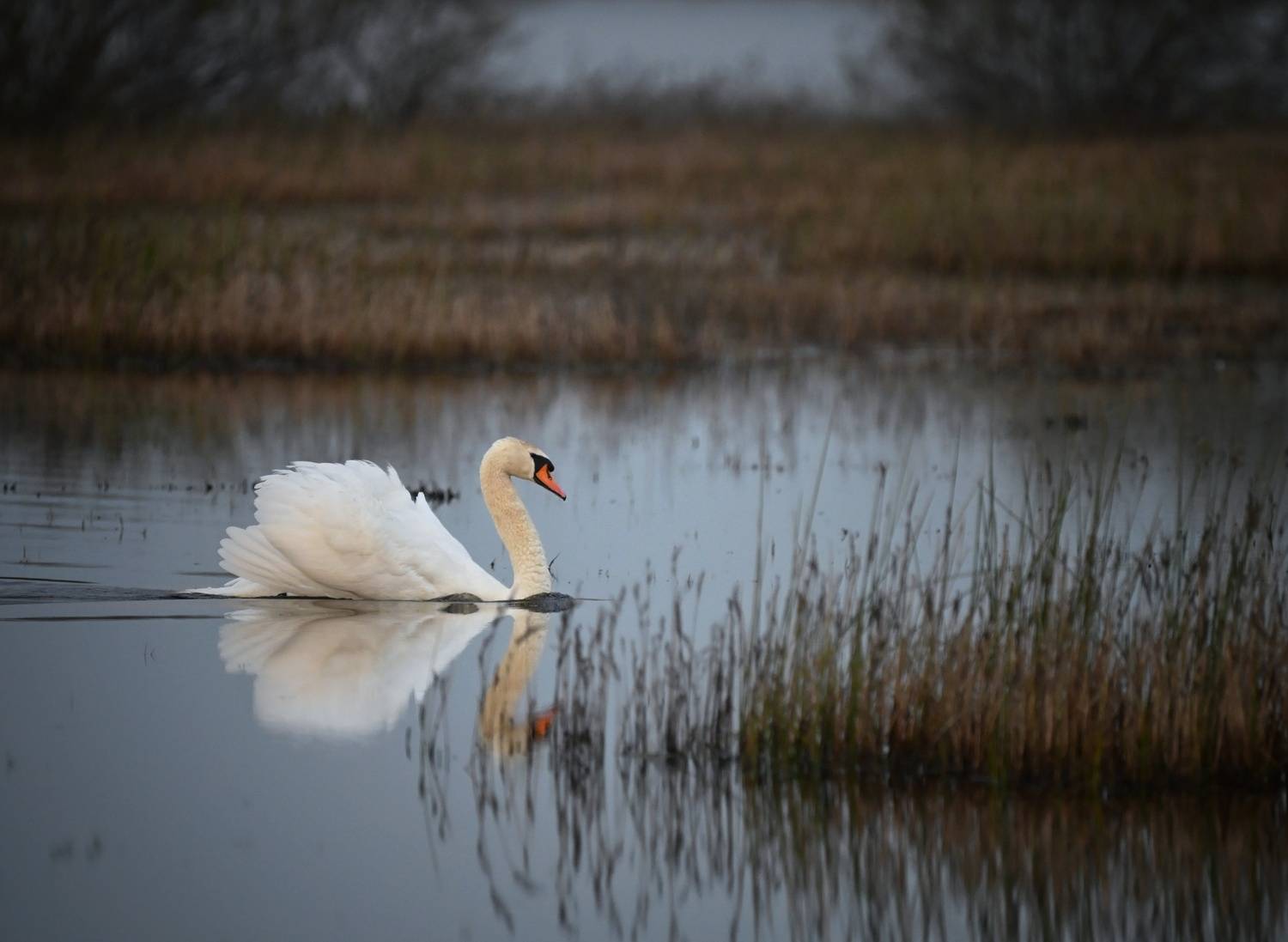, Герчев Николай