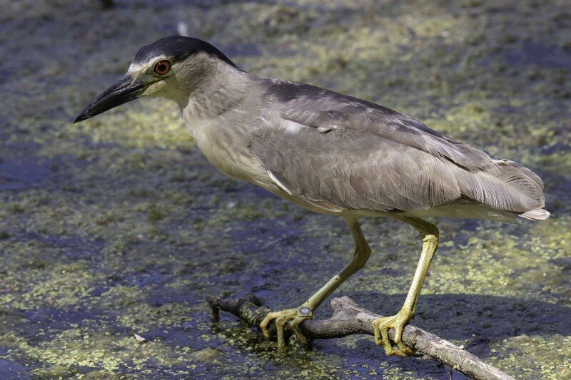 Night heron фото превью