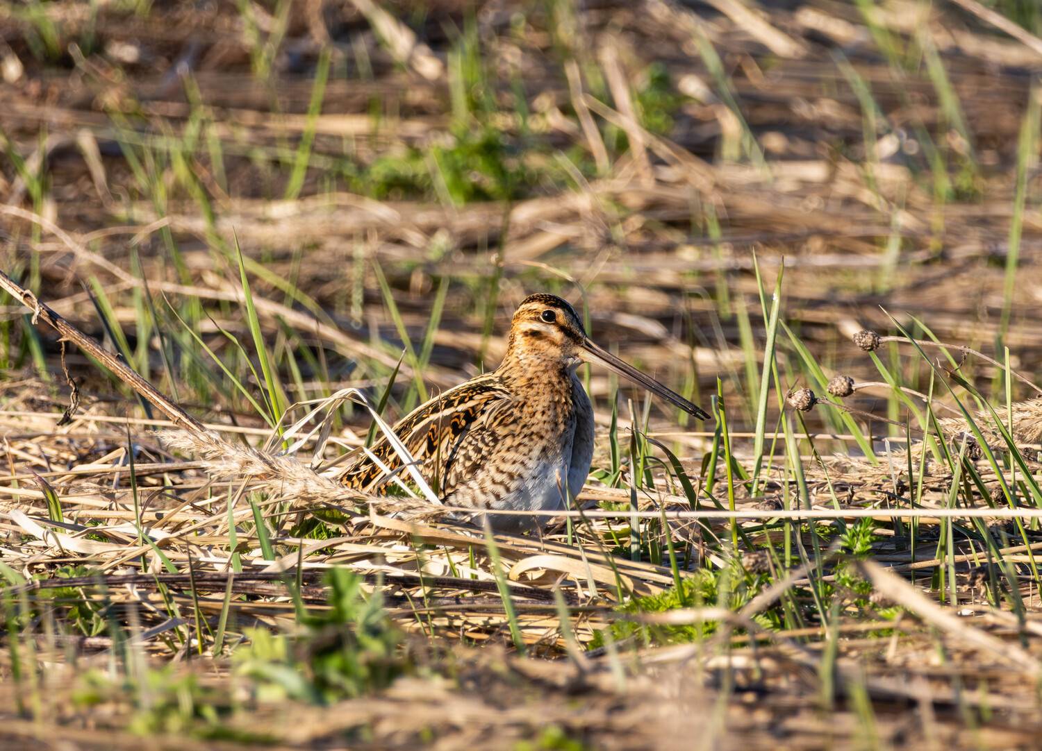 , Жуков Михаил
