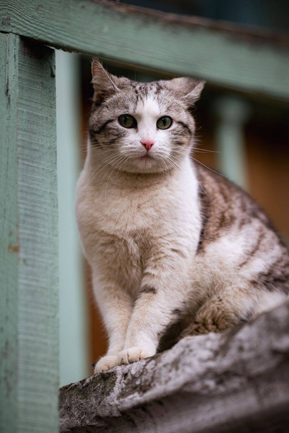 анималистика, животные, котики, стрит, портрет, Леша Родин