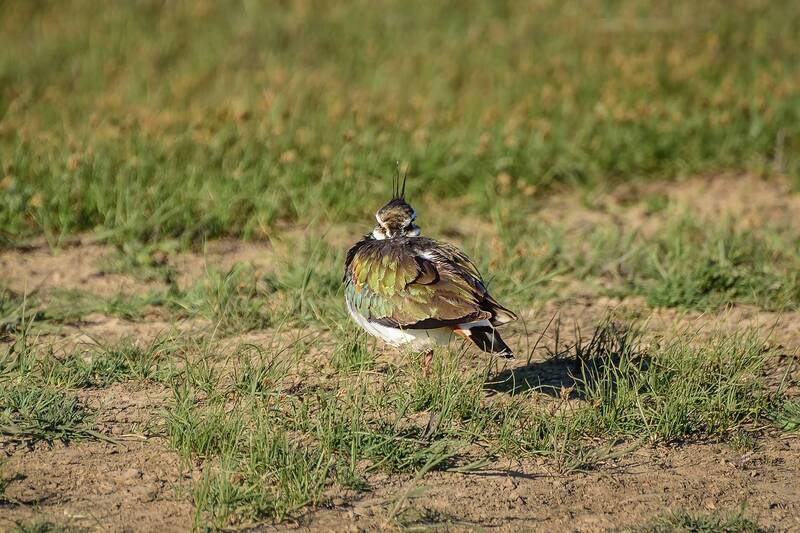 калмыкия, птицы, чибис, фауна, степь Стесняшка фото превью