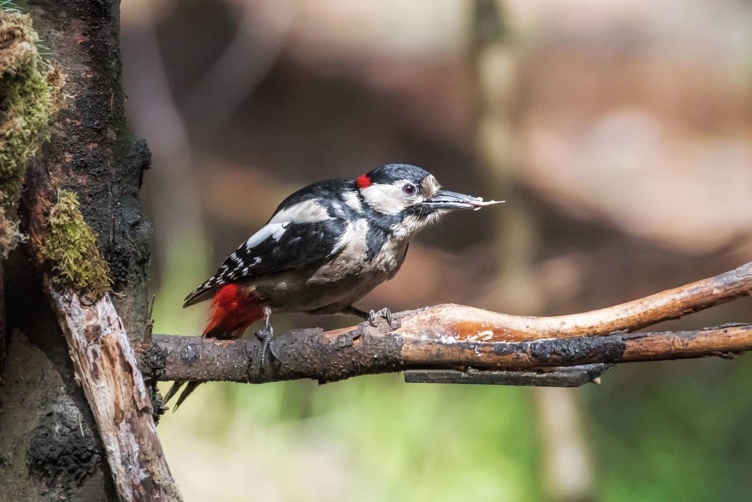 дител, птицы, лес, весна, Елена Соколова