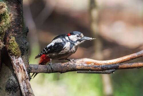 Большой пёстрый дятел