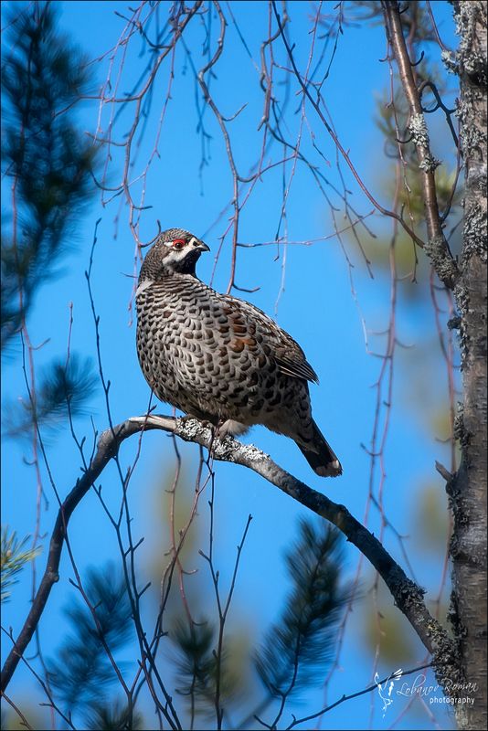 * * * фото превью