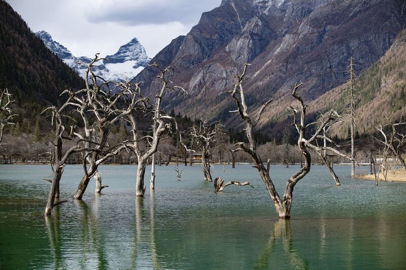китай, мертвыйлес, сычуань Мертвый лес в долине Шуанцяо, Сычуань, Китай фото превью