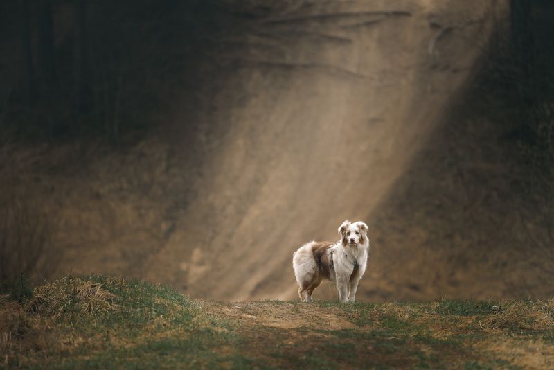 Light фото превью