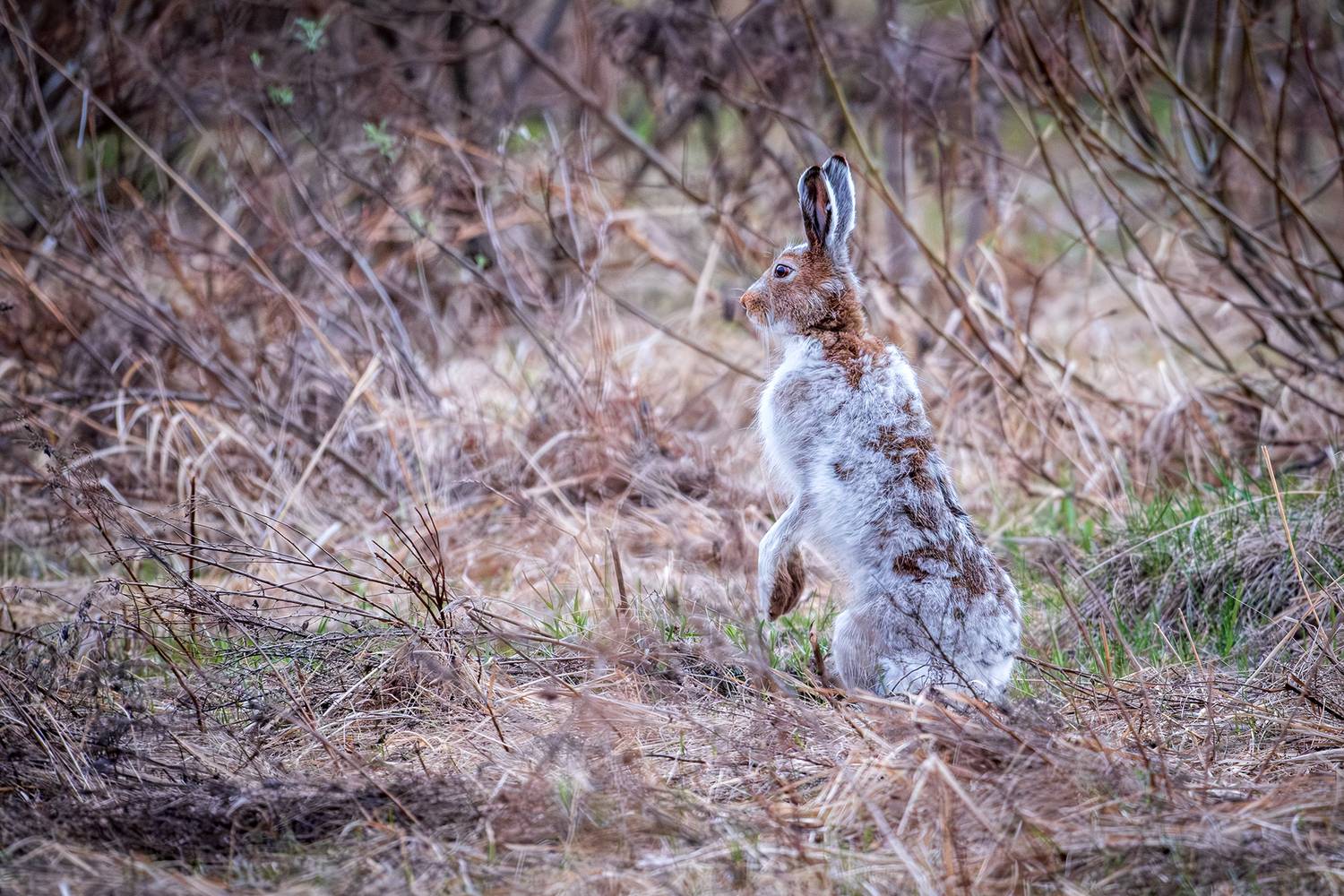 , Бодрягин Виталий