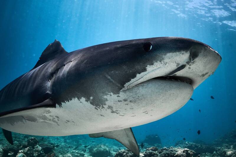 Portrait of tiger shark фото превью