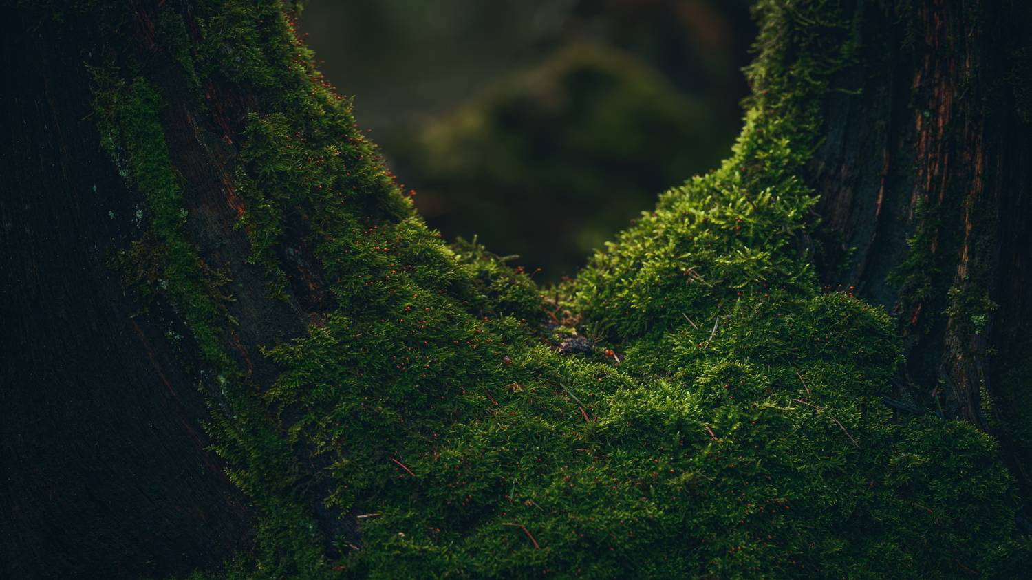 nature, forest, moss, wet, carpet, green, spring, tree, Андрей Козлов