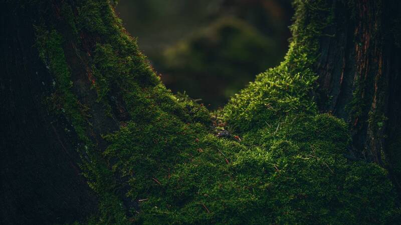 nature, forest, moss, wet, carpet, green, spring, tree *** фото превью