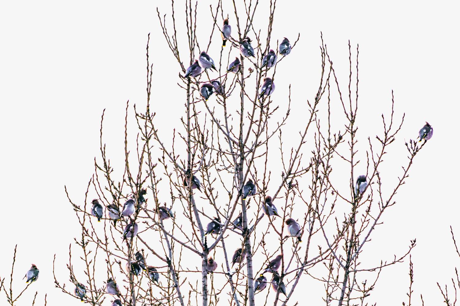 , Алексей Волков