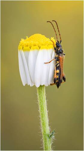 Жук усач(Stenopterus rufus syriacus).