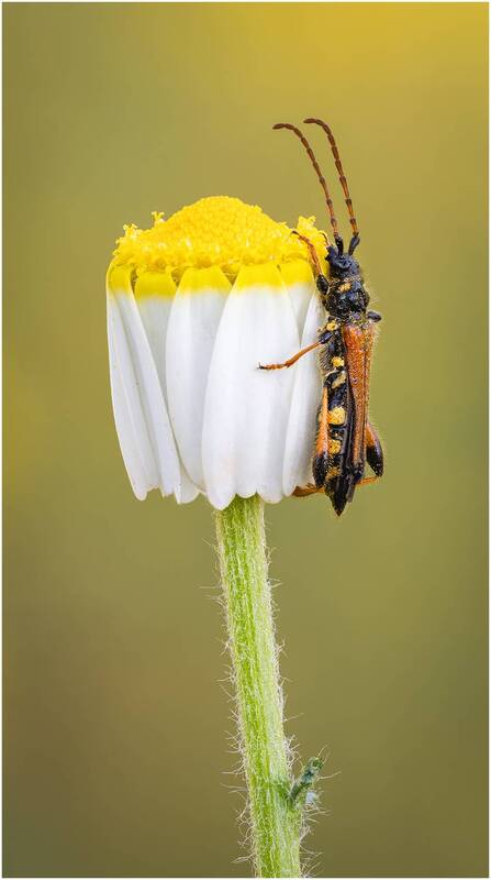 жук, жук усач, stenopterus rufus syriacus Жук усач(Stenopterus rufus syriacus). фото превью